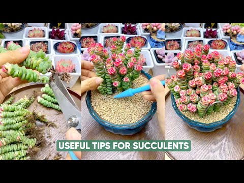 Видео: Легкий уход за суккулентами для начинающих — это просто!