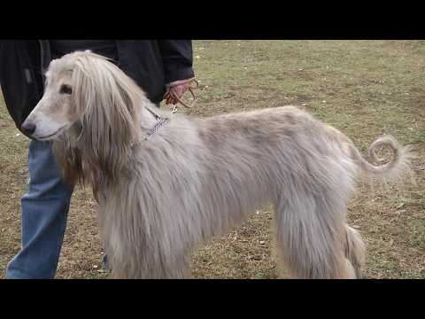 Видео: За кинологията с д-р Кънев: В предаването ще ви разкажем за рядката порода Афганска хрътка
