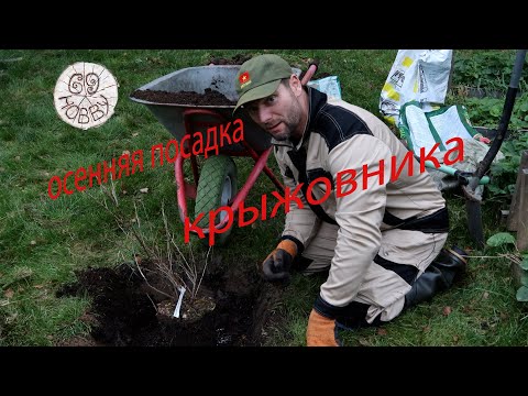 Видео: Как сажать (пересаживать) Крыжовник! Преимущества осенней посадки!