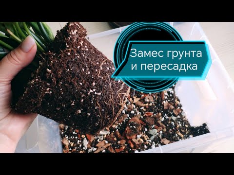 Видео: Замес грунта и пересадка замиакулькаса и монстеры