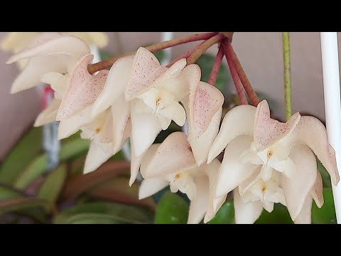 Видео: Хойя Ундулата( Hoya Undulata)  и Хойя Пателла Вайт ( Hoya Patella White) цветут🥰🥰🥰