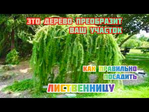 Видео: Лиственница : посадка и уход.
