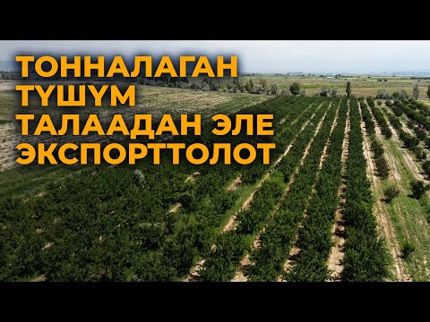 Видео: Мурун кагырап турган талаа тонналап түшүм бере баштады