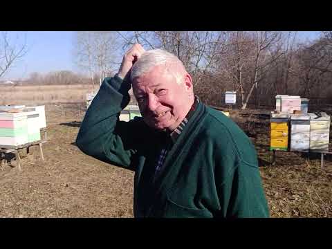 Видео: Пчеловодство.Облёт .осмотр пасеки.