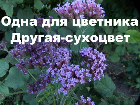 Видео: ВЕРБЕНА БОНАРСКАЯ или БУЭНОС-АЙРЕССКАЯ!!! ЧТО МОЖНО ИЗ НЕЁ СДЕЛАТЬ!!!