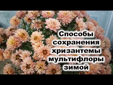 Видео: Способы сохранения хризантемы мультифлоры зимой. В чем, как и где сохранить шаровидные хризантемы?