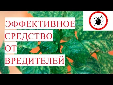 Видео: SOS!!! Трипс. Паутинный клещ. Эффективное Средство от Вредителей.
