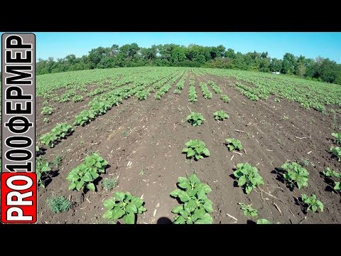 Видео: Рваные всходы подсолнечника. Почему?