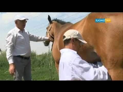 Видео: Саумалдың емдік қасиеттері