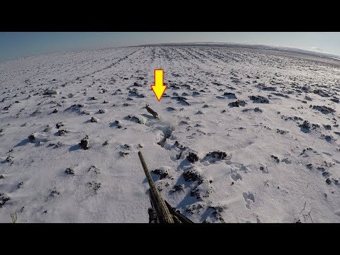 Видео: ШОК!!! СТОЛЬКО ЗАЙЦЕВ Я НЕ ПОДНИМАЛ! ПЕРВЫЙ СНЕГ! 5:0. The hunting of the hare.
