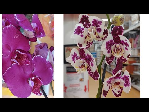 Видео: Поймала БАБОЧКУ  В АШАНЕ ( Москва ) 11.11. 23 г.