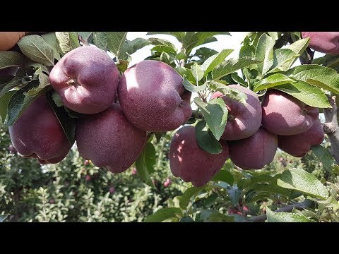 Видео: Apple JEROMINE  /Яблоко Джеромине