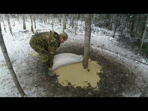 Видео: Кормушка для кабана. Полезный совет