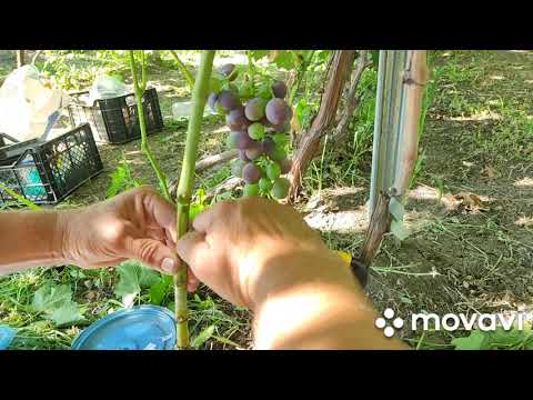 Видео: Делаю прививку окулировка без пробуждения 20.07.20