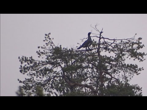Видео: В поисках боровой дичи!