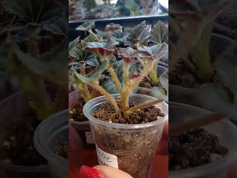 Видео: Бегонии клубневые. Слышу от многих:Полив, караул! Куда бежать, за что хвататься.Черенки 08.12.2023г.