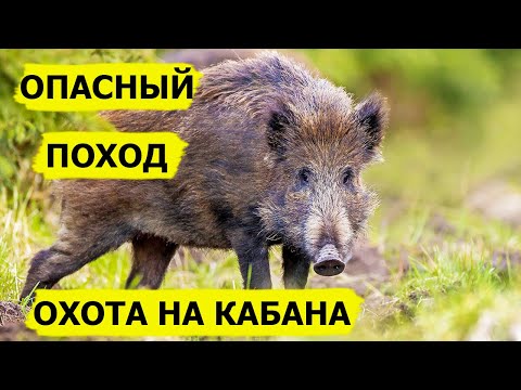 Видео: Охота на кабана. В борьбе за выживание/Dropped (Охотник и рыболов)