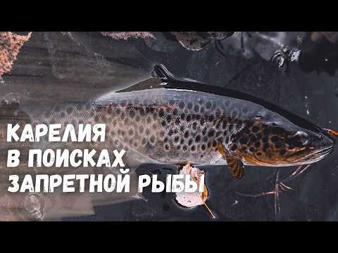 Видео: РЫБАЛКА В КАРЕЛИИ НА СПИННИНГ. Со спиннингом в поисках форели на лесных реках Карелии.