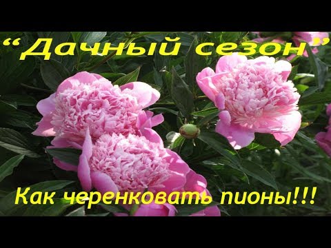 Видео: Как черенковать пионы