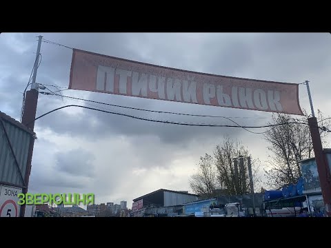 Видео: Птичий рынок г.Екатеринбург 06.10.2024 #птичийрынок #екатеринбург #животные #рыбки #щенки #грызуны