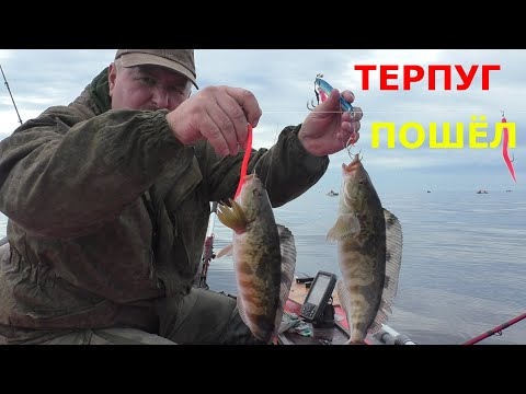 Видео: ТЕРПУГ ПОШЁЛ!!! БЕШЕНЫЙ КЛЁВ!!! ВСЯ ТАРА ПОЛНАЯ!!!