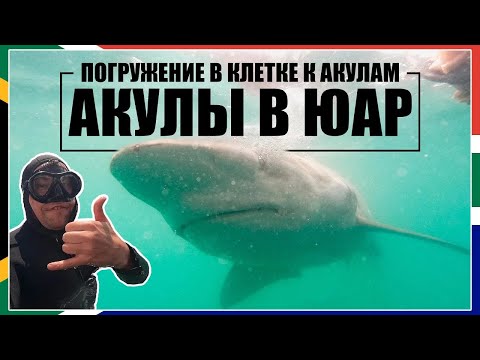 Видео: Погружение в клетке к Акулам! / Акулы в ЮАР / Самое красивое шоссе ЮАР / ЮАР #10
