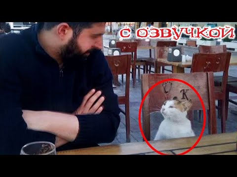 Видео: Приколы с котами! С ОЗВУЧКОЙ! Самые смешные животные! Смешные коты, кошки и собаки!  СМЕХ!