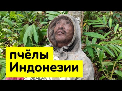 Видео: Удивительные пчёлы нашей планеты . Пчеловодство Индонезии. Первое путешествие dobrosot.