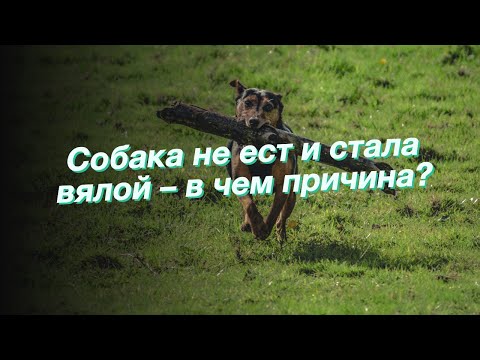 Видео: Собака не ест и стала вялой – в чем причина?