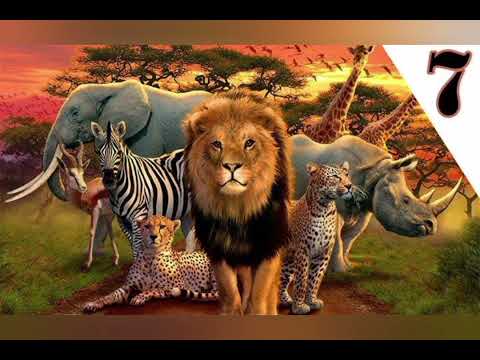 Видео: Африка елінің жануарлары. Жабайы жануарлар