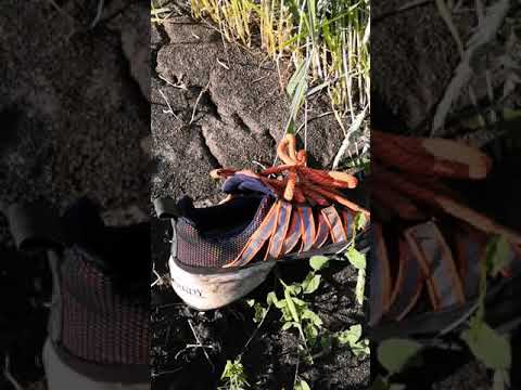 Видео: С места гибели DIABLO