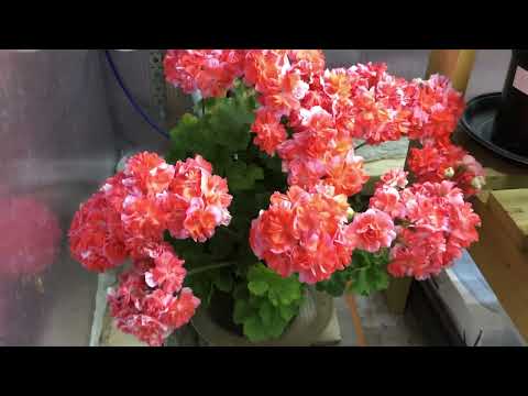 Видео: Обзор черенков на 7 октября 2024 г.