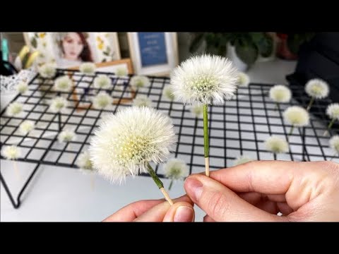 Видео: КАК ЗАСУШИТЬ ОДУВАНЧИКИ? 💗 HOW TO DRY FLUFFY DANDELIONS?