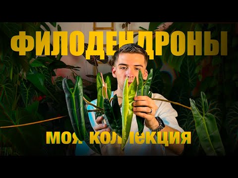Видео: ФИЛОДЕНДРОНЫ 2025: моя КОЛЛЕКЦИЯ // уход, ОШИБКИ и опоры + пересадка