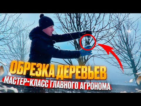 Видео: НЕЛЬЗЯ ТАК РЕЗАТЬ! 90% делают эти ошибки обрезки деревьев