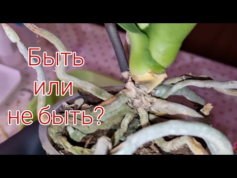 Видео: Дать Шанс Орхидее | Целенаправленно купила | Абба или "муж" Аббы?