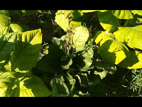 Видео: Нестандартный подход к выращиванию Махорки сезон 2019 года