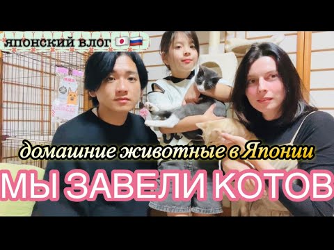 Видео: ДОМАШНИЕ ЖИВОТНЫЕ В ЯПОНИИ. ВО СКОЛЬКО ОБОЙДУТСЯ ДВА КОТА