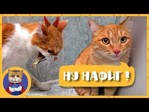 Видео: БОЛЬШАЯ РЫБАЛКА. Рыжик ловит рыбу, рака и лягушек. В Рыжика вселилось ОНО