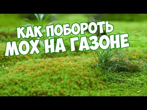 Видео: Мох на газоне 🌱  Как избавиться ? ✔️  Сад огород