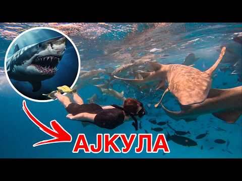 Видео: Пливав со Ајкули на Малдиви!