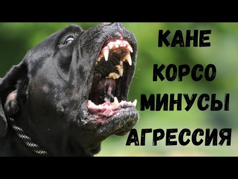 Видео: Кане Корсо, не покупай щенка пока не посмотрите этот видео, агрессия,  плюсы минусы породы.