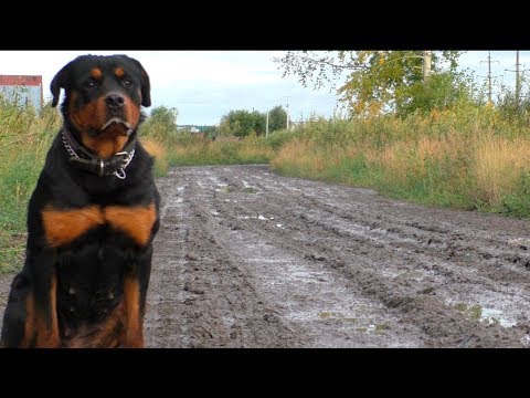 Видео: Гуляем по грязи.  Ротвейлер