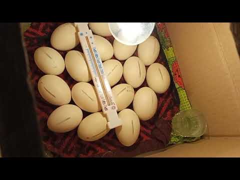 Видео: Инкубация мускусной утки индоутки в картонной коробке. 14день. Режим, охлаждение яиц. Часть 3