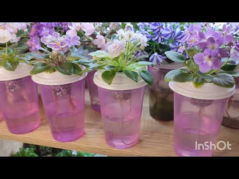 Видео: Минифиалки - сорта, особенности, выращивание, уход, удобрения...