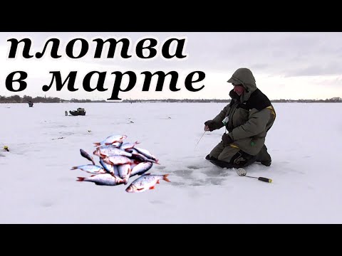 Видео: Эта снасть выручает всегда! Зимняя РЫБАЛКА НА ПЛОТВУ  в начале марта на стоячку.