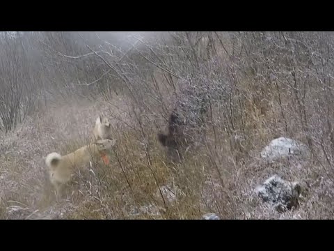 Видео: охота на волка,кабана,лося косулю 2023 только лучшее