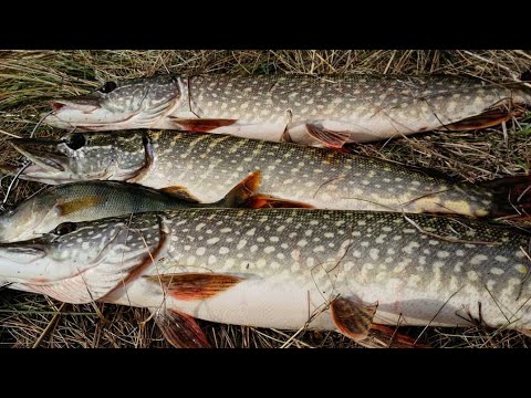 Видео: АКТИВНЫЙ КЛЁВ ЩУКИ ОСЕНЬЮ! Трофейный ОКУНЬ на живца!