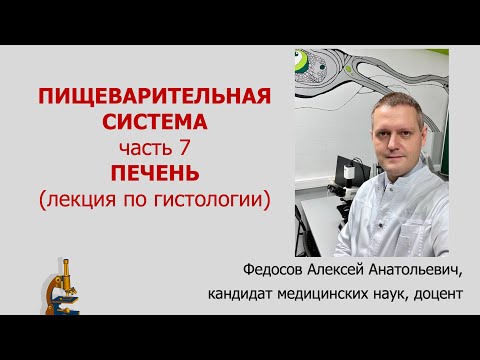 Видео: ПИЩЕВАРИТЕЛЬНАЯ СИСТЕМА 7. ПЕЧЕНЬ (лекция по гистологии)