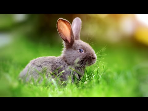 Видео: Успокаивающая музыка для нервов 🌿 лечебная музыка для сердца и сосудов, релакс, музыка для души
